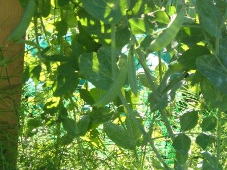 peas