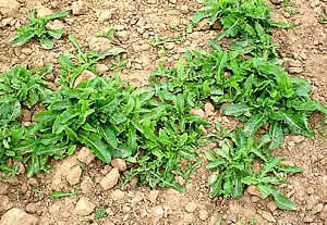  perennialsowthistle