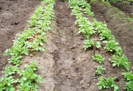  potatoes 