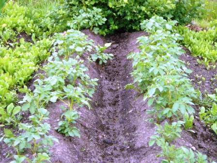  potatoes