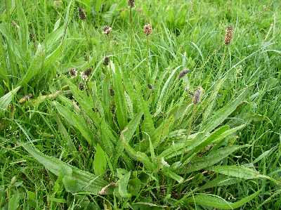  Ribwort 