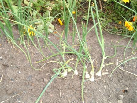 overwintering salad onions