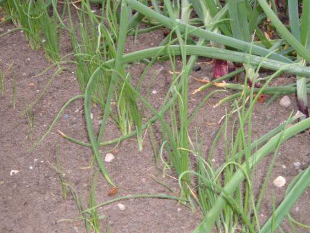  Salad Onions 