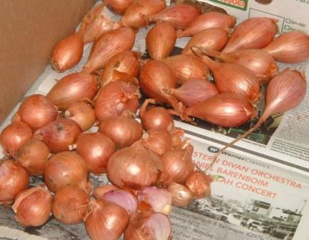 sets of shallots