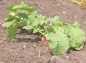~ Strawberries ~