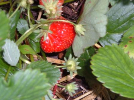 ~Good Companions: Corn and concurbits~