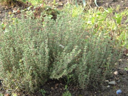 ~Thyme Bush~
