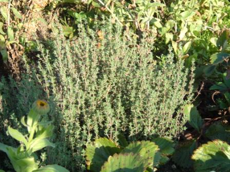 ~ Thyme doing well~