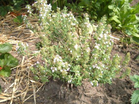 ~ Flowering before pruning ~