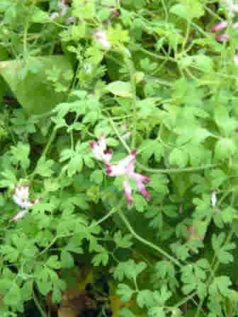~Fumitory, identified by Derek, I confused it with Herb Robert~