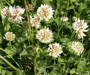  White Clover 