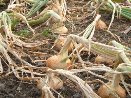  White Onions 
