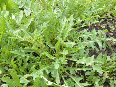 ~Wild Rocket: a new plant ~