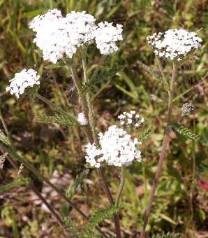 yarrow